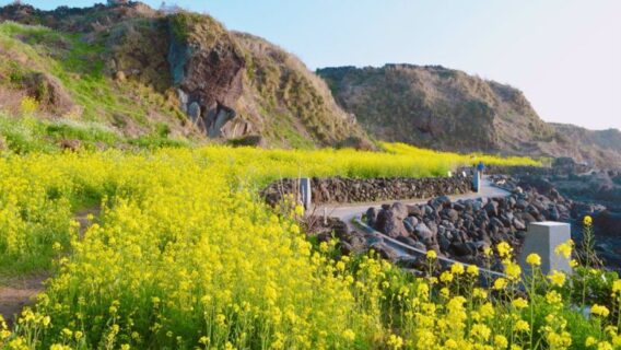Mua hoa cai vang tai dao Jeju
