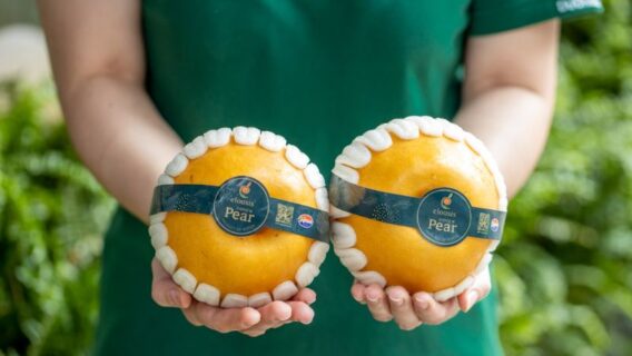 Du lịch Hàn Quốc nên mua gì về làm quà? Điểm danh 15 món đồ nên mua khi đến Hàn Quốc 6 Những trái lê Hàn Quốc tươi ngon