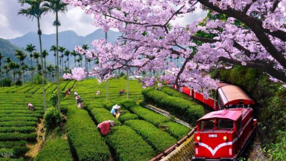 Du lịch Đài Loan mùa nào đẹp nhất? Cẩm nang đầy đủ nhất cho người mới bắt đầu 15 du-lich-dai-loan-14