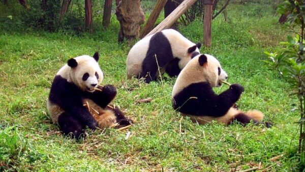 Vuon gau truc Trung Khanh