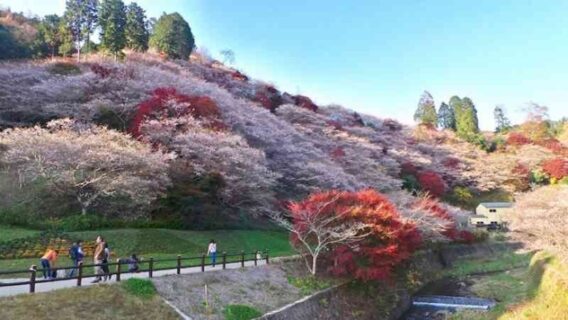 HÀ NỘI - OSAKA - KYOTO- PHÚ SĨ - TOKYO 6N5Đ 31 11 1