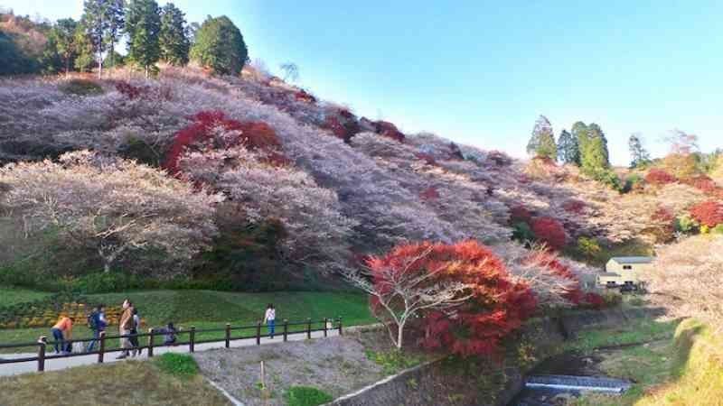 HÀ NỘI - OSAKA - KYOTO- PHÚ SĨ - TOKYO 6N5Đ 9 11 1