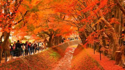 NGẮM SẮC THU TẠI NHẬT BẢN 2024 (HÀ NỘI -OSAKA - NAGOYA- NARA- TOKYO - NÚI PHÚ SĨ) 6N5Đ 45 12 4