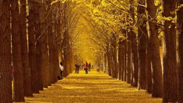 KHÁM PHÁ MÙA THU HÀN QUỐC: HÀ NỘI - SEOUL - EVERLAND - ĐẢO NAMI 5N4Đ 15 14 1
