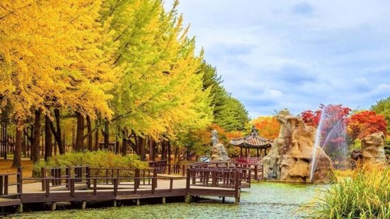Cẩm nang du lịch đảo Nami mùa thu lá đỏ đẹp nhất năm 2024 12 dao-nami-mua-thu-11