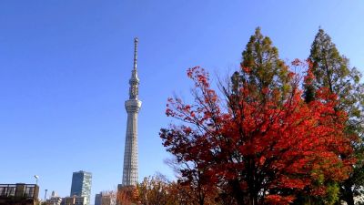 NGẮM SẮC THU TẠI NHẬT BẢN 2024 (HÀ NỘI -OSAKA - NAGOYA- NARA- TOKYO - NÚI PHÚ SĨ) 6N5Đ 18 17 2