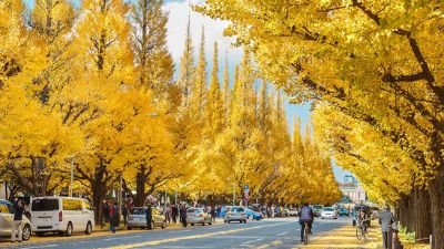 NGẮM SẮC THU TẠI NHẬT BẢN 2024 (HÀ NỘI -OSAKA - NAGOYA- NARA- TOKYO - NÚI PHÚ SĨ) 6N5Đ 49 19 2