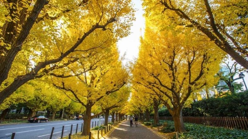 HÀ NỘI - OSAKA - KYOTO- PHÚ SĨ - TOKYO 6N5Đ 3 4 1