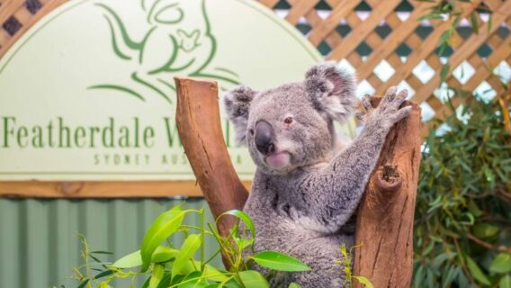 HÀ NỘI - SYDNEY – CANBERRA – MELBOURNE 8N7Đ 38 Cong vien dong vat hoang da