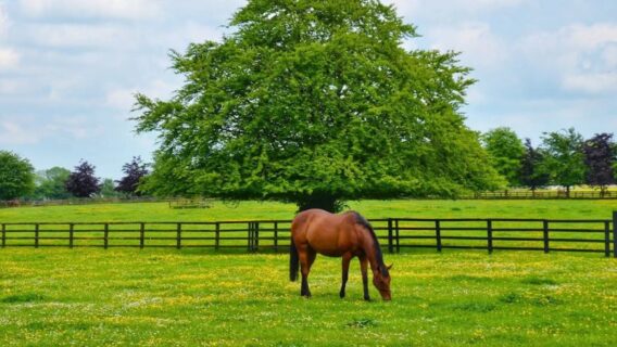 Irish National Stud