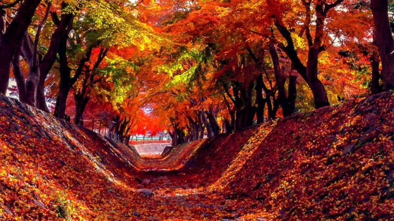 HÀ NỘI - NARITA - TOKYO - NÚI PHÚ SĨ - YAMANASHI - KYOTO - OSAKA 6N5Đ 22 Momiji Kairo