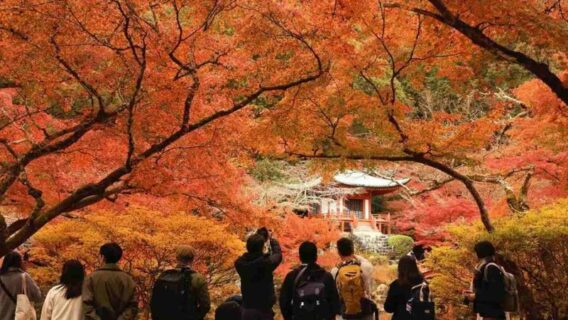 Du lịch Kyoto mùa lá đỏ: 10 địa điểm tham quan đẹp nhất 11 kyoto-mua-la-do-10