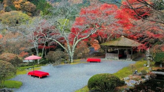 Du lịch Kyoto mùa lá đỏ: 10 địa điểm tham quan đẹp nhất 12 kyoto-mua-la-do-11