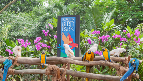du-lich-singapore-11