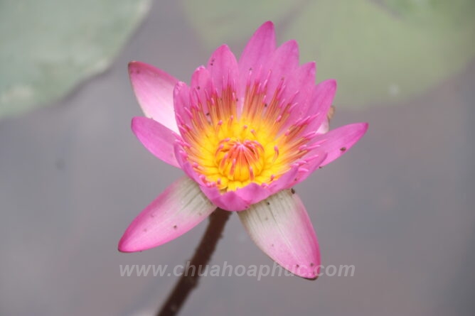 IMG 0110 Copy 1