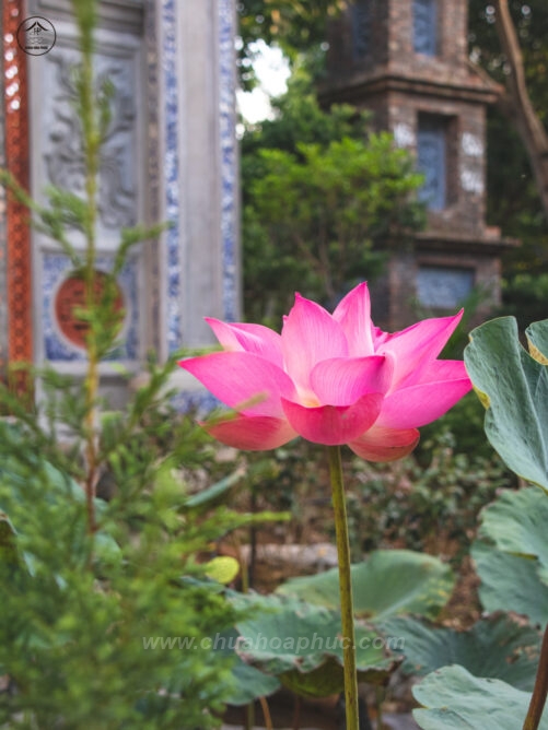 canh 5