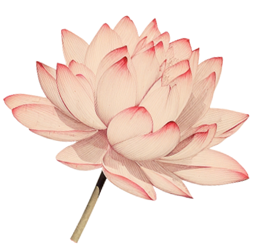 bong sen