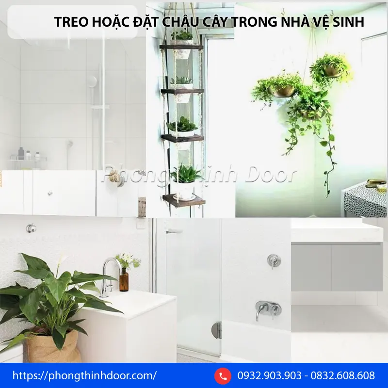 treo hoac dat chau cay trong nha ve sinh