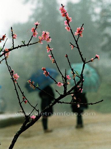 06 Xuan Sapa 2