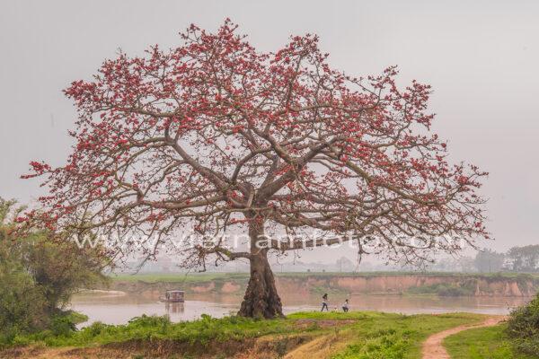 NHỮNG CÂY GẠO NỔI TIẾNG