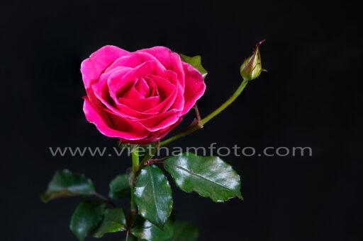 Hong Red6