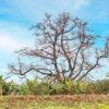 23A 5071