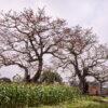 23A 6194 HDR