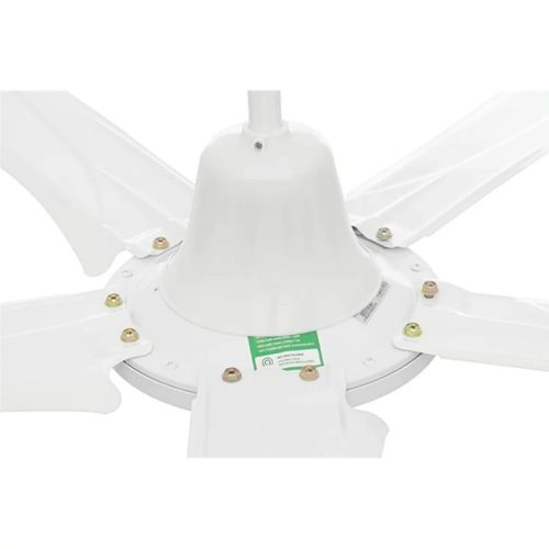 Quạt trần Rapido RCF-5W 6 Ảnh quạt trần Rapido RCF-5W
