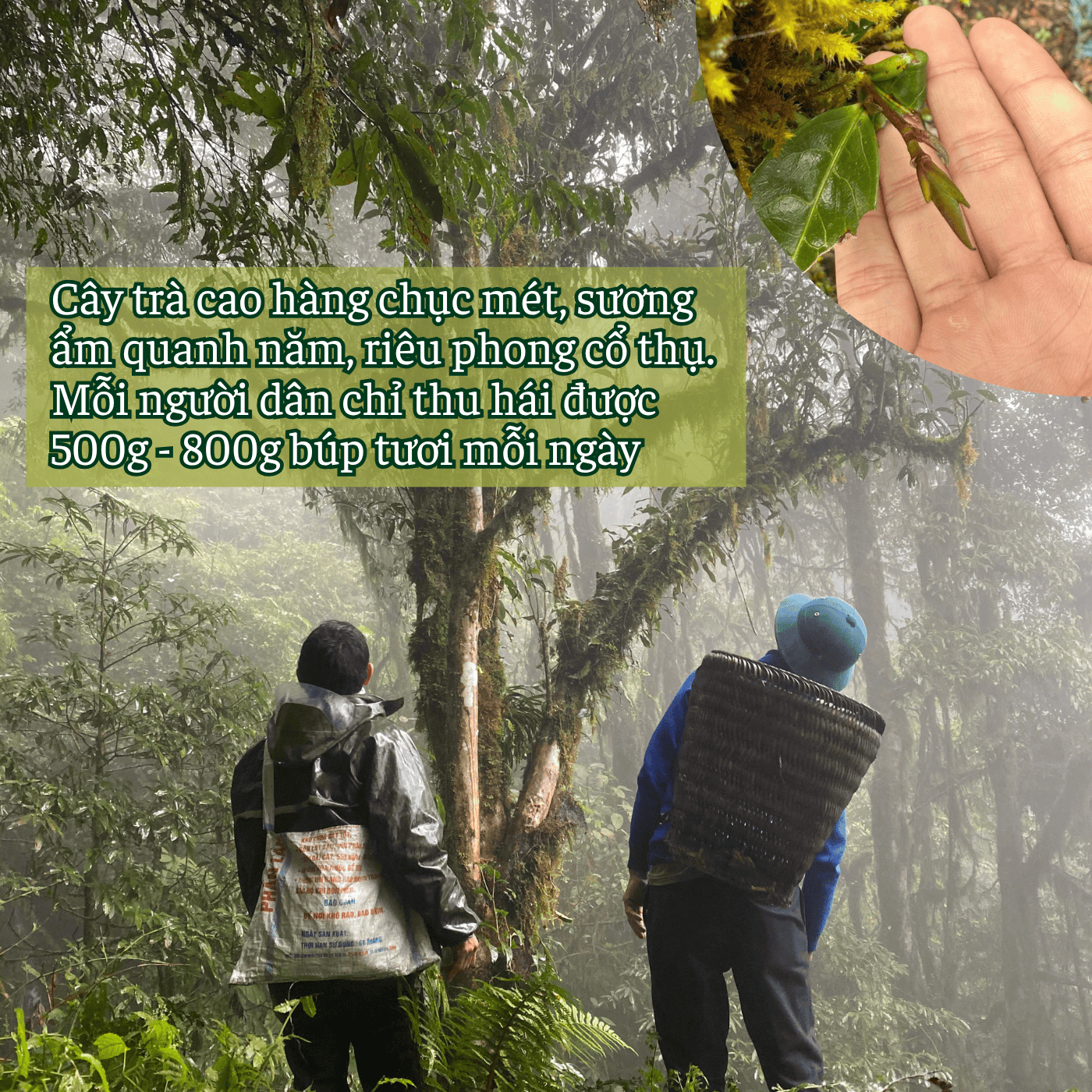Hồng Shan Tiên - Hồng Trà Rừng Chiêu Lầu Thi 2402m - Hộp quà biếu cao cấp Hồng Shan Tiên - Hồng Trà Rừng Chiêu Lầu Thi 2402m - Hộp quà biếu cao cấp - Ảnh 4
