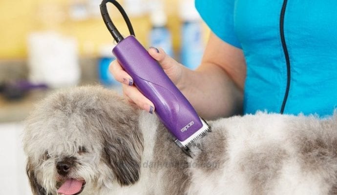 Hướng dẫn cắt tỉa lông thú cưng bằng tông đơ 1 - a2