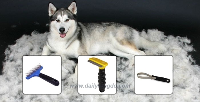 Lưu ý cắt tỉa lông cho chó Husky, Samoyed hay Alaska 55 - c3