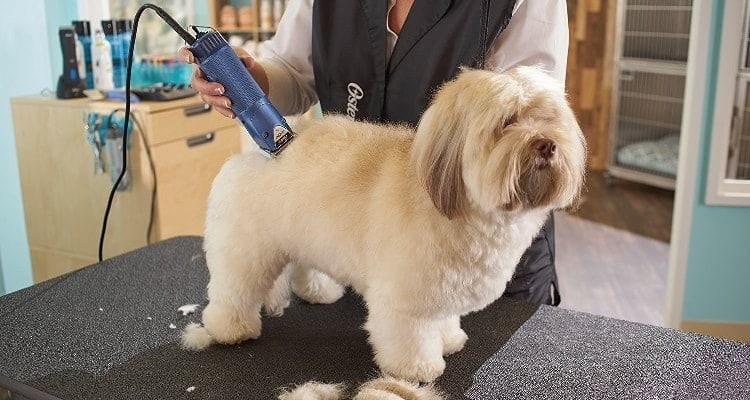 Cách cạo lông chó bằng tông đơ Cách cạo lông chó bằng tông đơ