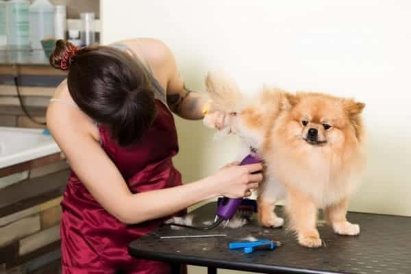 Cách cạo lông chó bằng tông đơ Cách cạo lông chó bằng tông đơ