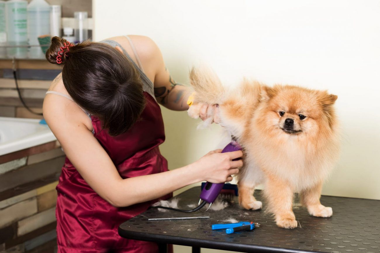 Cách cạo lông chó bằng tông đơ