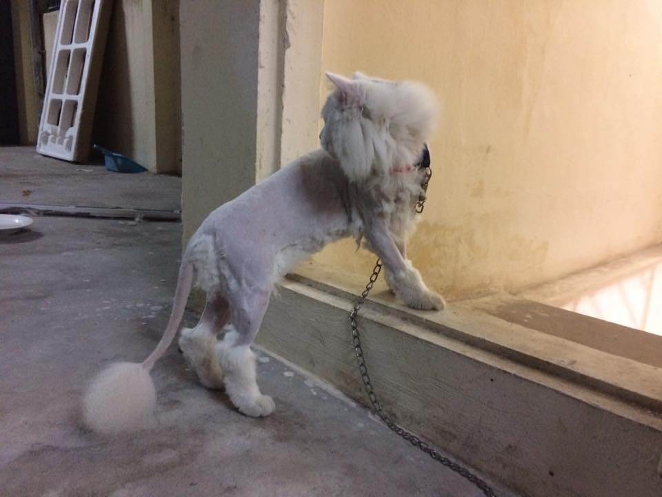 tông đơ cho mèo