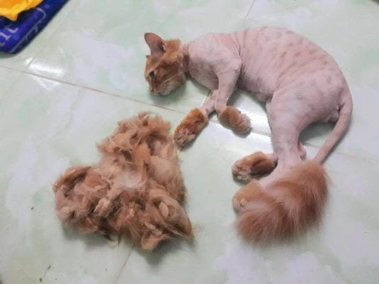 tông đơ cho mèo tông đơ cho mèo