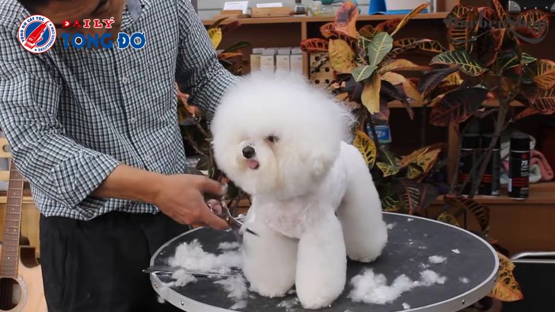 máy cắt lông cho chó