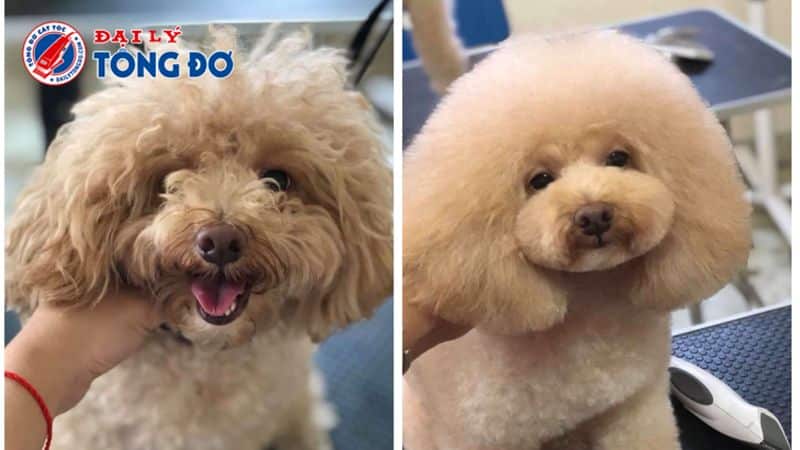 tông đơ cạo lông chó tông đơ cạo lông chó