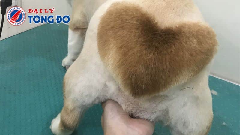 tông đơ cạo lông chó tông đơ cạo lông chó