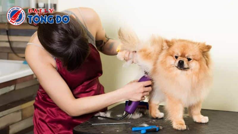 tông đơ cạo lông chó