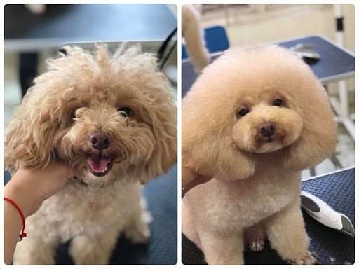 cắt tỉa lông Poodle tại nhà