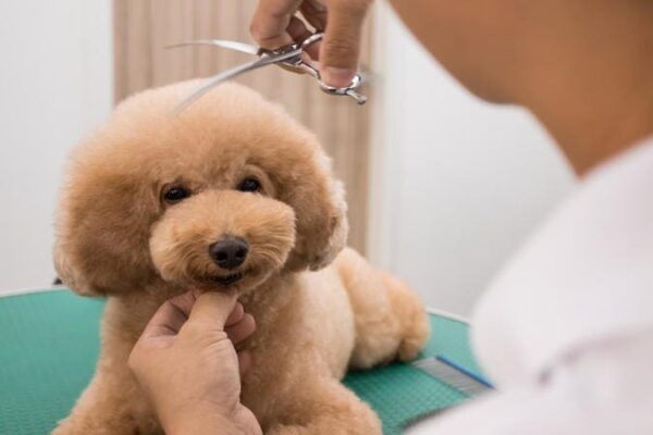 cắt tỉa lông Poodle tại nhà