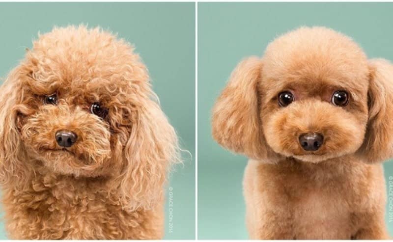 tông đơ cắt lông chó Poodle