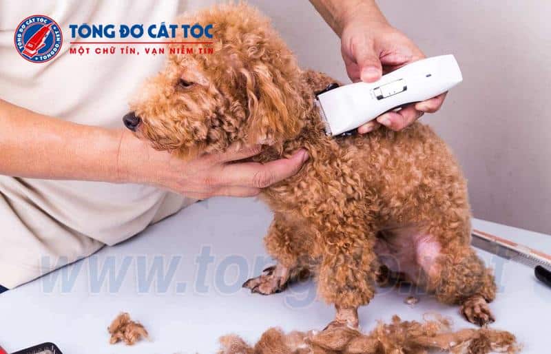 Sử dụng tông đơ cho chó mèo đúng cách