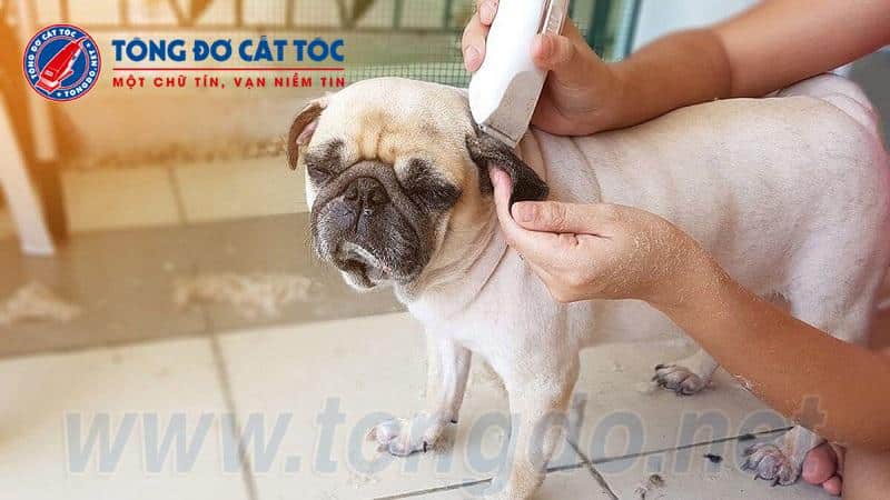 Hướng dẫn cắt tỉa lông bằng tông đơ cho chó mèo