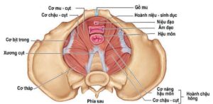 Máy tập cơ sàn chậu Dress Kegel