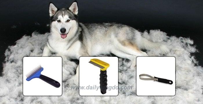 Lưu ý cắt tỉa lông cho chó Husky, Samoyed hay Alaska 23 - c3