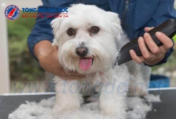 Tiêu chí "vàng" để lựa chọn tông đơ thú cưng chuẩn