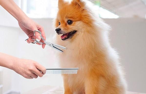 Nên Mua Loại Kéo Cắt Tỉa Lông Thú Cưng Nào Tốt? 1 - cat tia tc