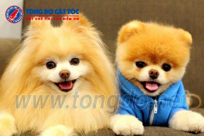 tong do cat toc thu cung